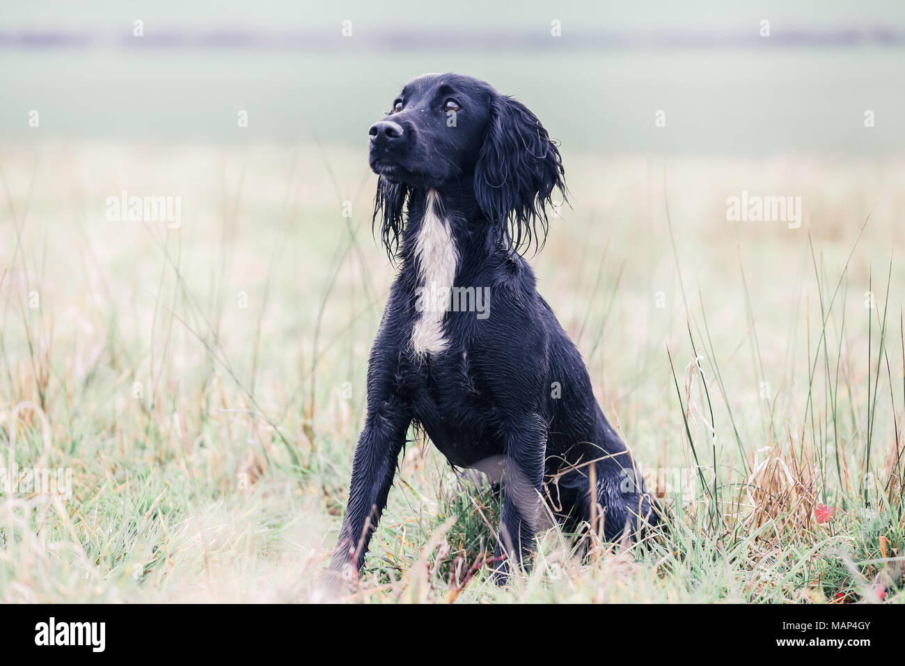 Working Cocker Spaniel dogs training in the countryside, United Kingdom