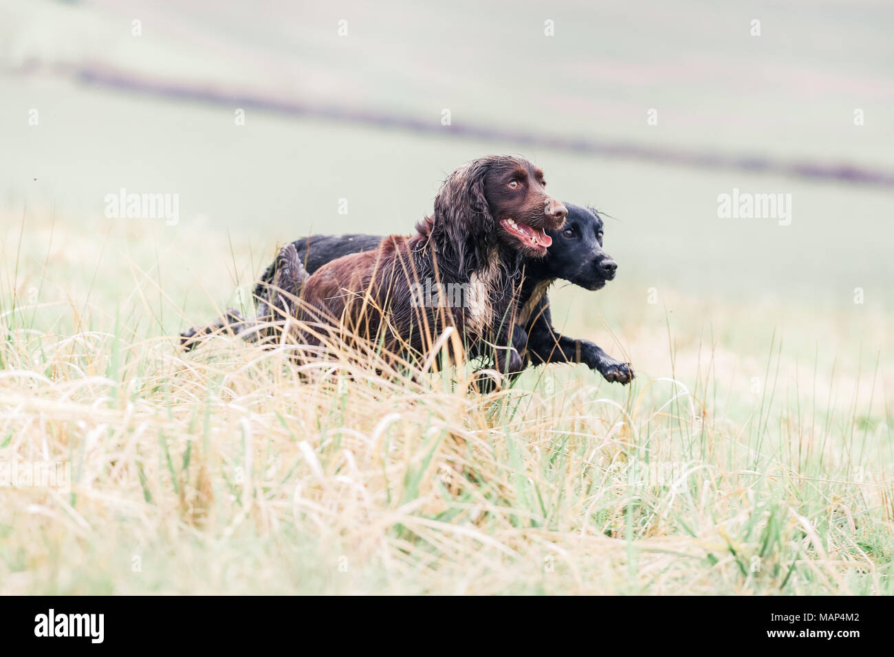 Working Cocker Spaniel dogs training in the countryside, United Kingdom