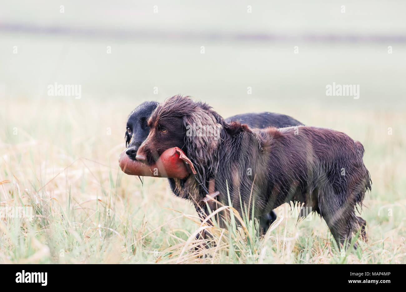 Working Cocker Spaniel dogs training in the countryside, United Kingdom Stock Photo