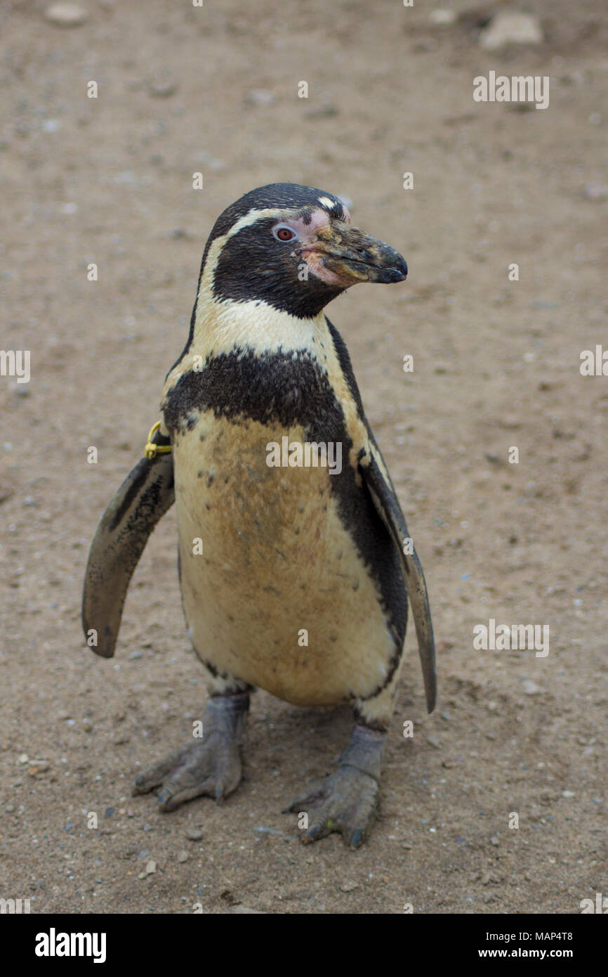 Penguin at the Welsh Mountain Zoo, Colwyn Bay Wales Stock Photo