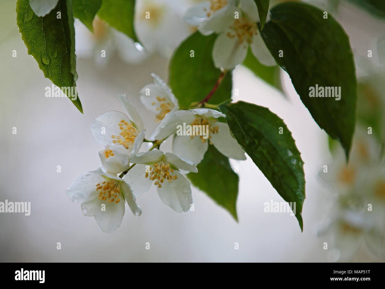 Mock-orange blooming with pure white flowers Stock Photo