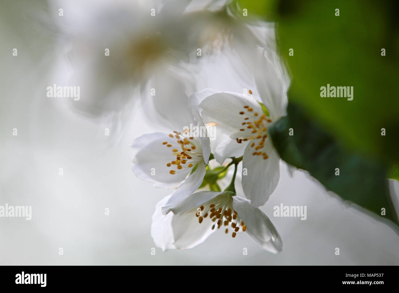 Mock-orange blooming with pure white flowers Stock Photo