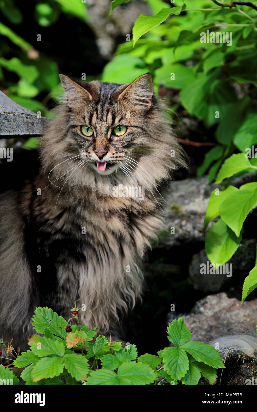 Young Norwegian forest cat mouth opened Stock Photo Alamy