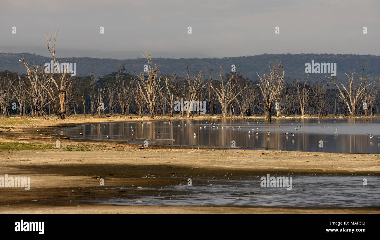 Trees by Lake Nakuru. Killed by high water level of alkaline water