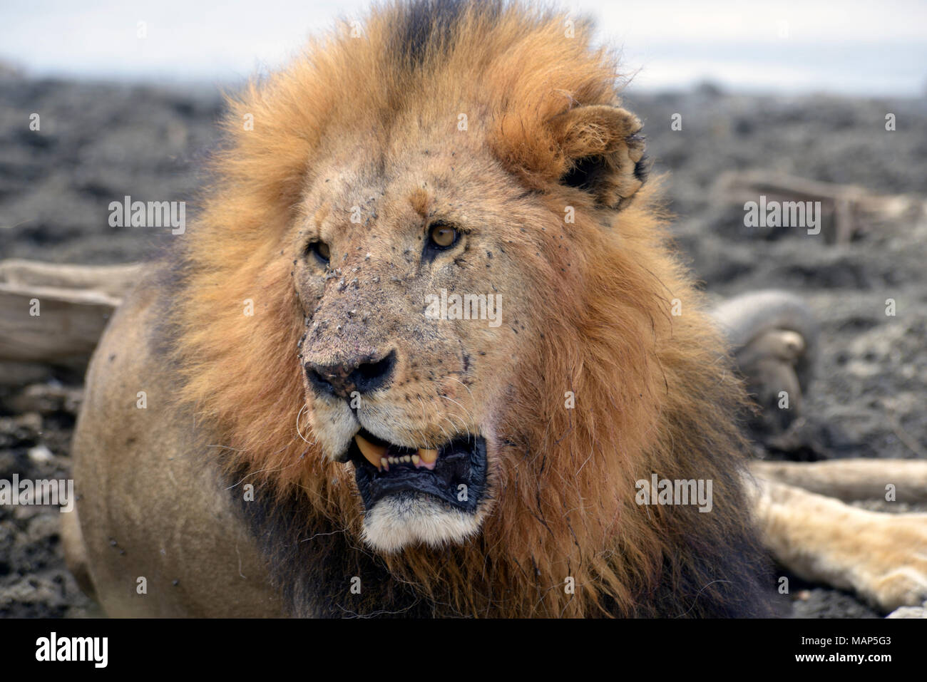 Lion close up kenya hi-res stock photography and images - Alamy