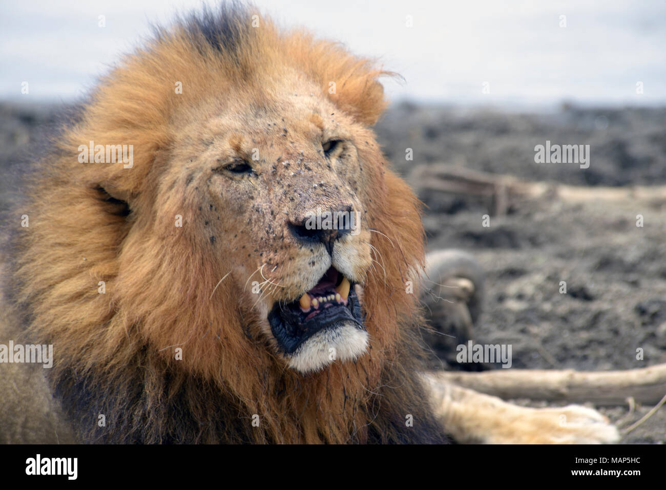 Male lion close up, by Lake Nakuru, Kenya. Stock Photo
