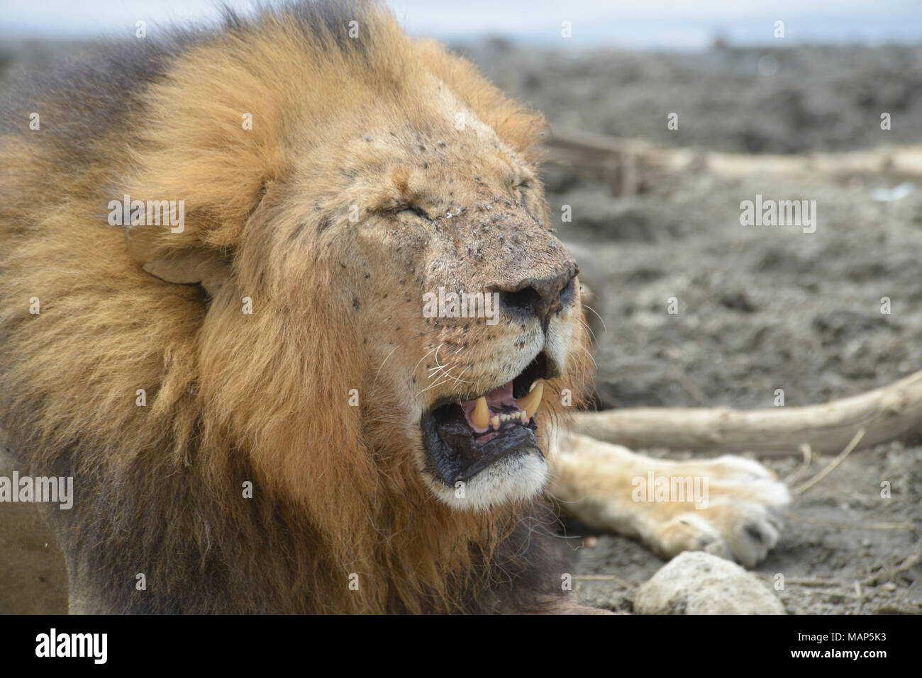 Male lion close up, by Lake Nakuru, Kenya. Stock Photo