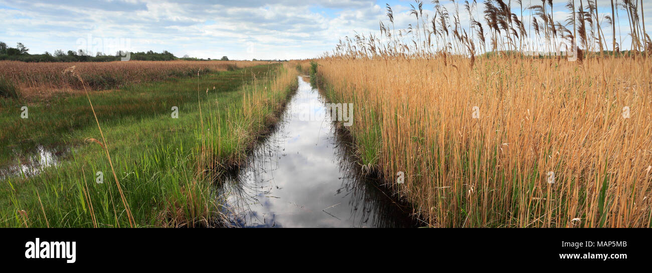 European Reed Beds Reedbeds at the Wicken Fen nature reserve, Cambridgeshire; England; UK ...