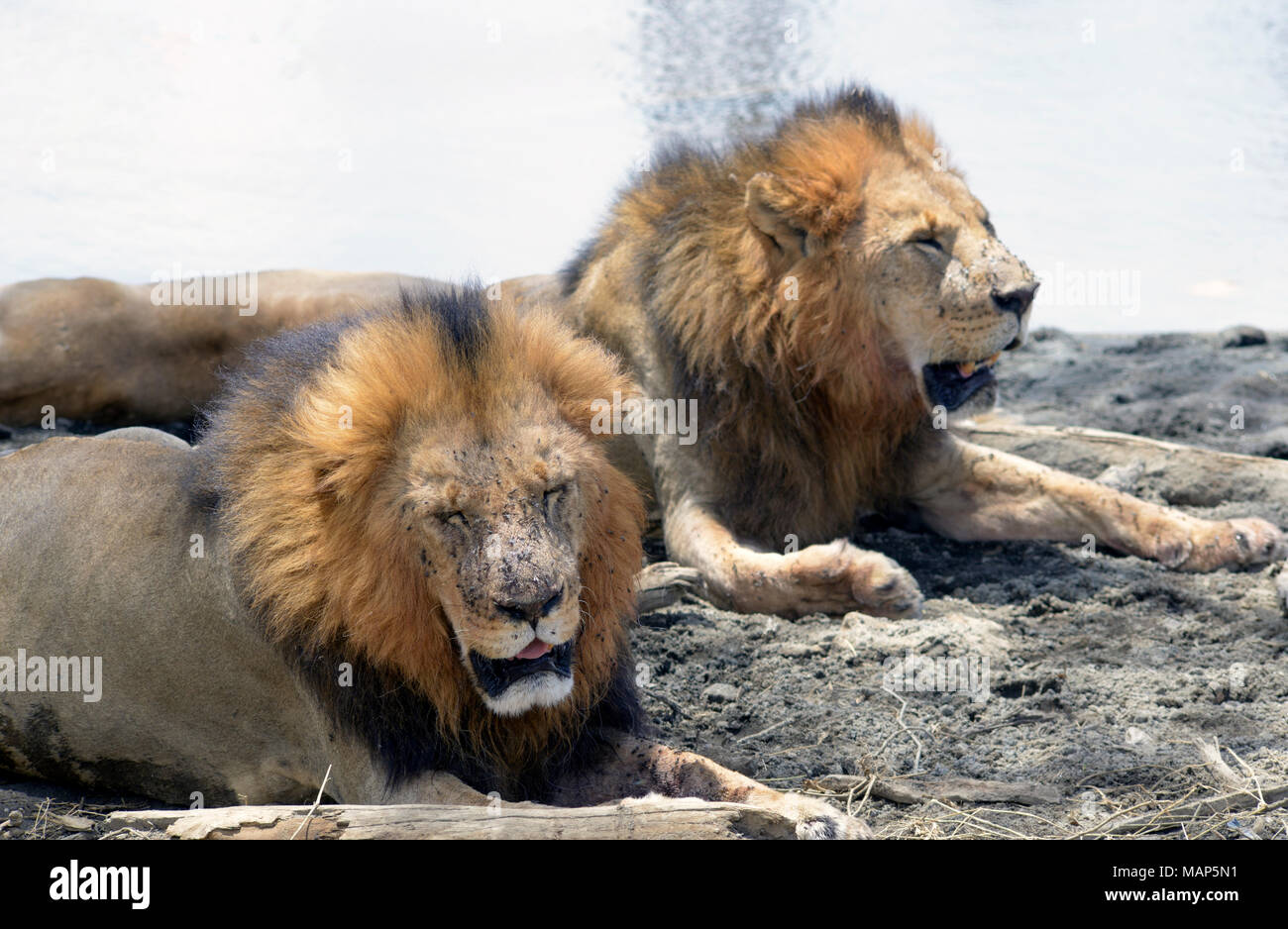 Lions on beach at Lake Nakuru, Kenya Stock Photo