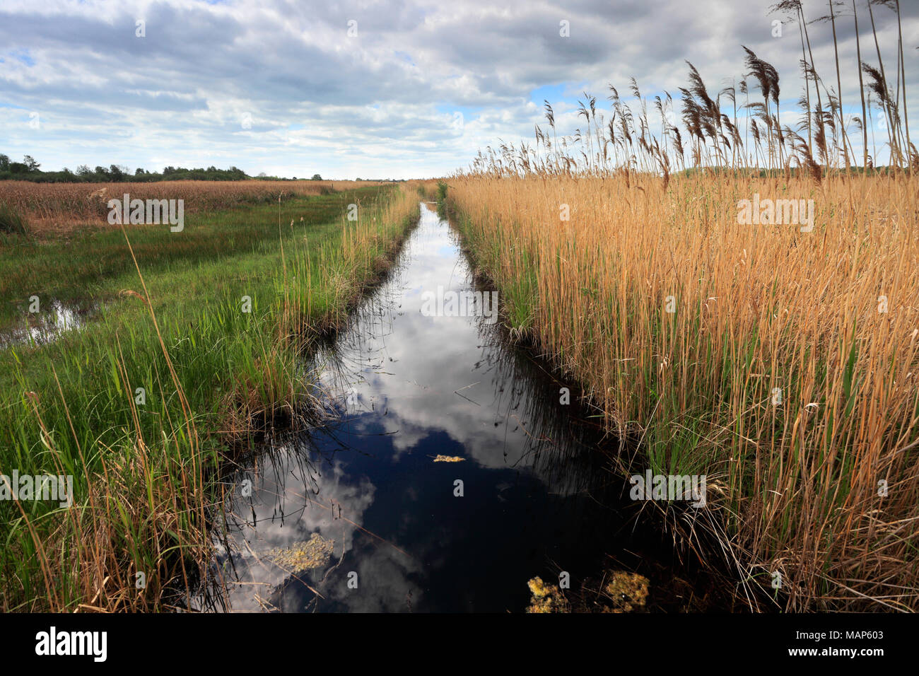 Reedbeds at the Wicken Fen nature reserve, Cambridgeshire; England; UK