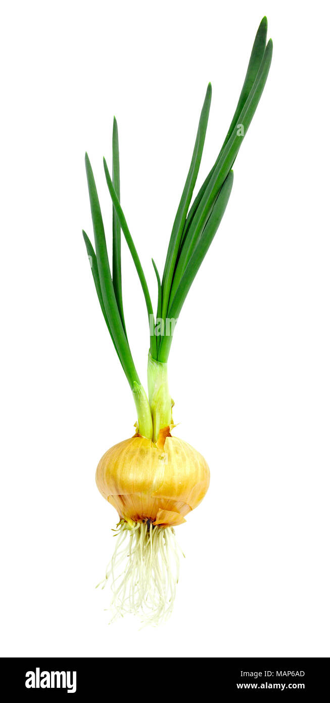 Onion Roots High Resolution Stock Photography and Images Alamy