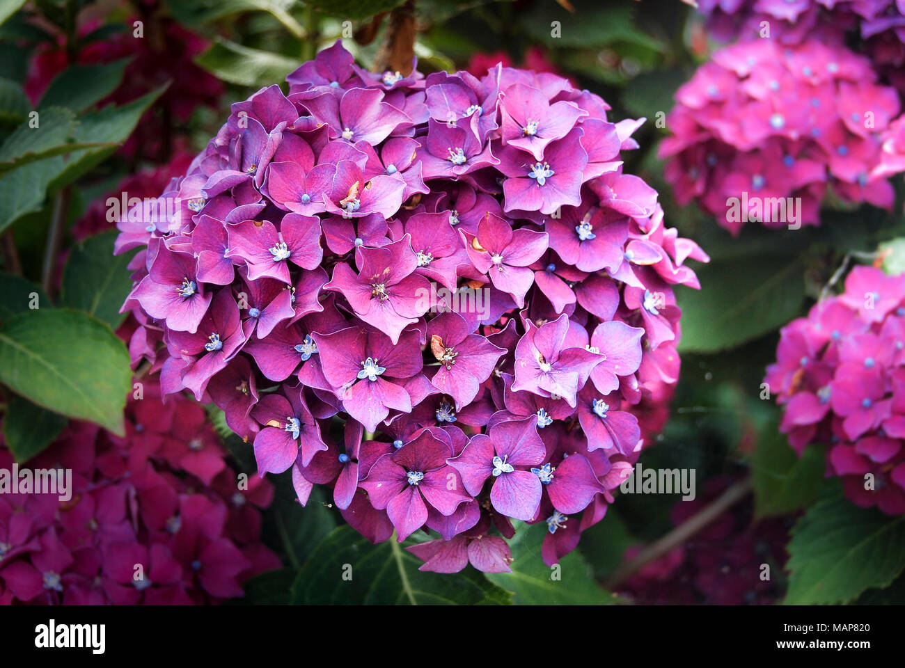 Hortensia bright colors in the garden Stock Photo - Alamy