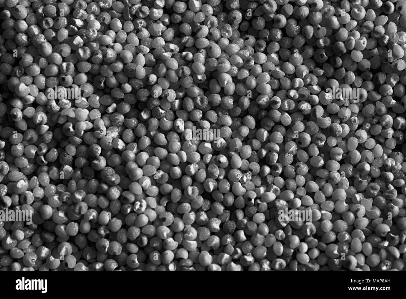 Close up seed grain Black and White Stock Photos & Images - Alamy