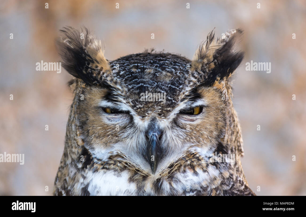 Long Eared Owl bird of prey. Stock Photo