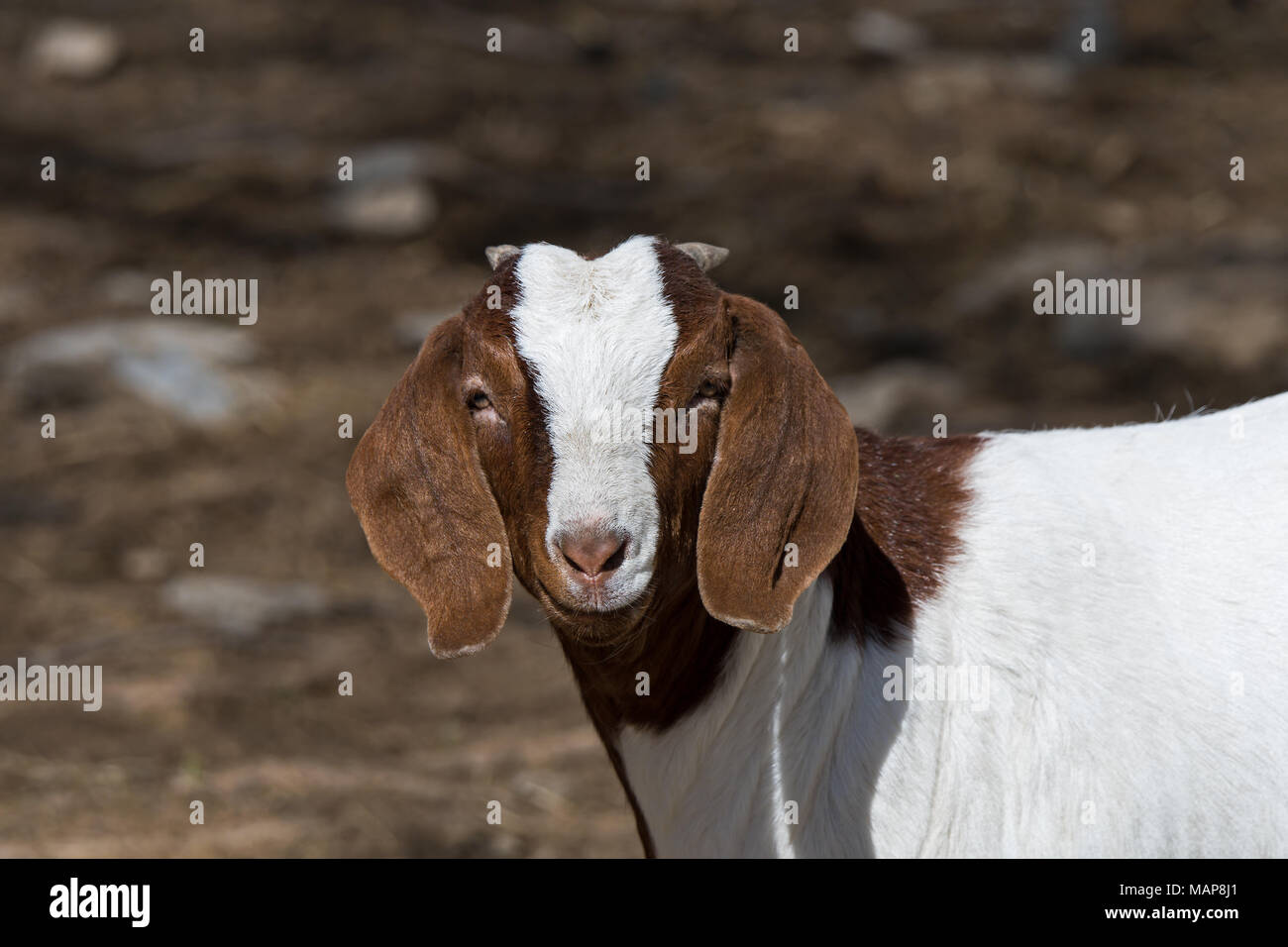Boer goat in a pasture. This breed of goat that was developed in South