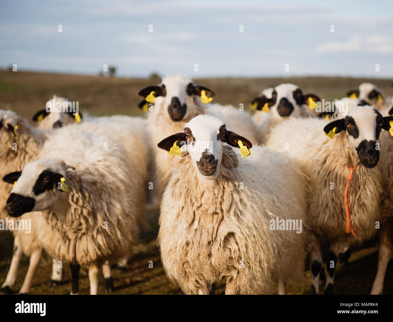 Herd of sheep grazing on field with grass Stock Photo - Alamy
