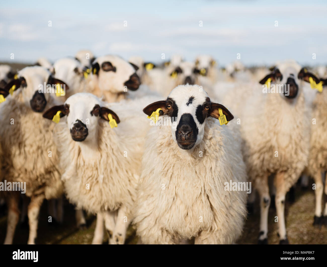 Herd of sheep grazing on field with grass. Stock Photo
