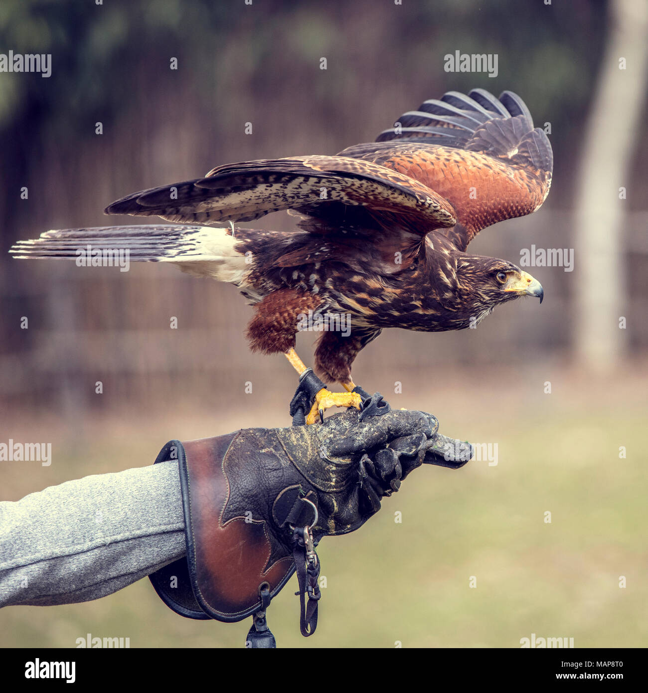 Buteo buteo on falconer glove Stock Photo