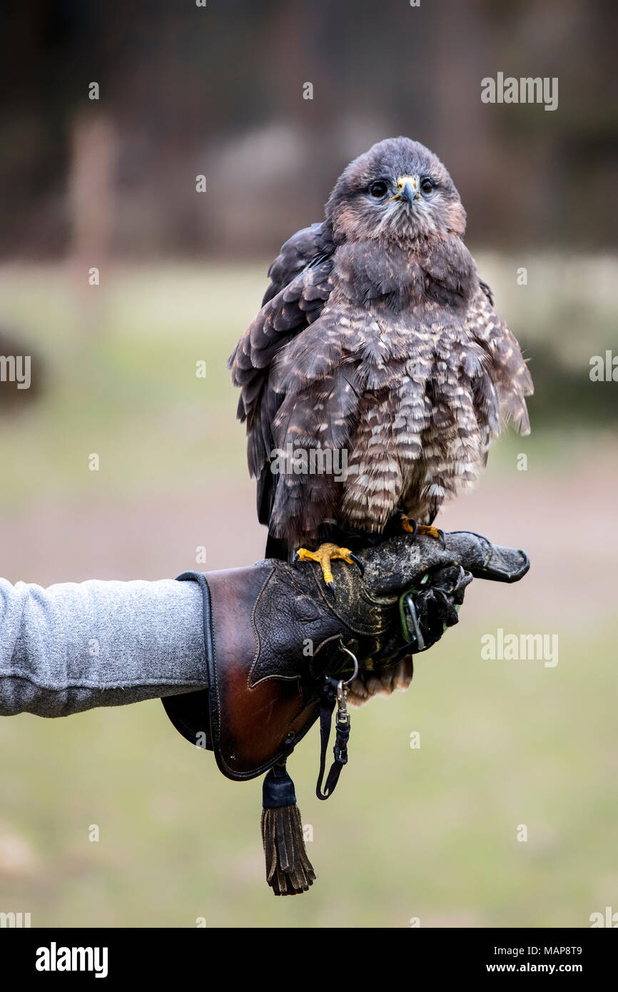 portrait of buteo buteo on falconer glove Stock Photo