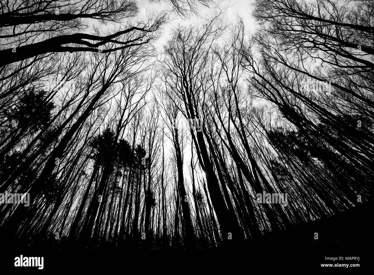 forest in worm's eye view monochrome Stock Photo