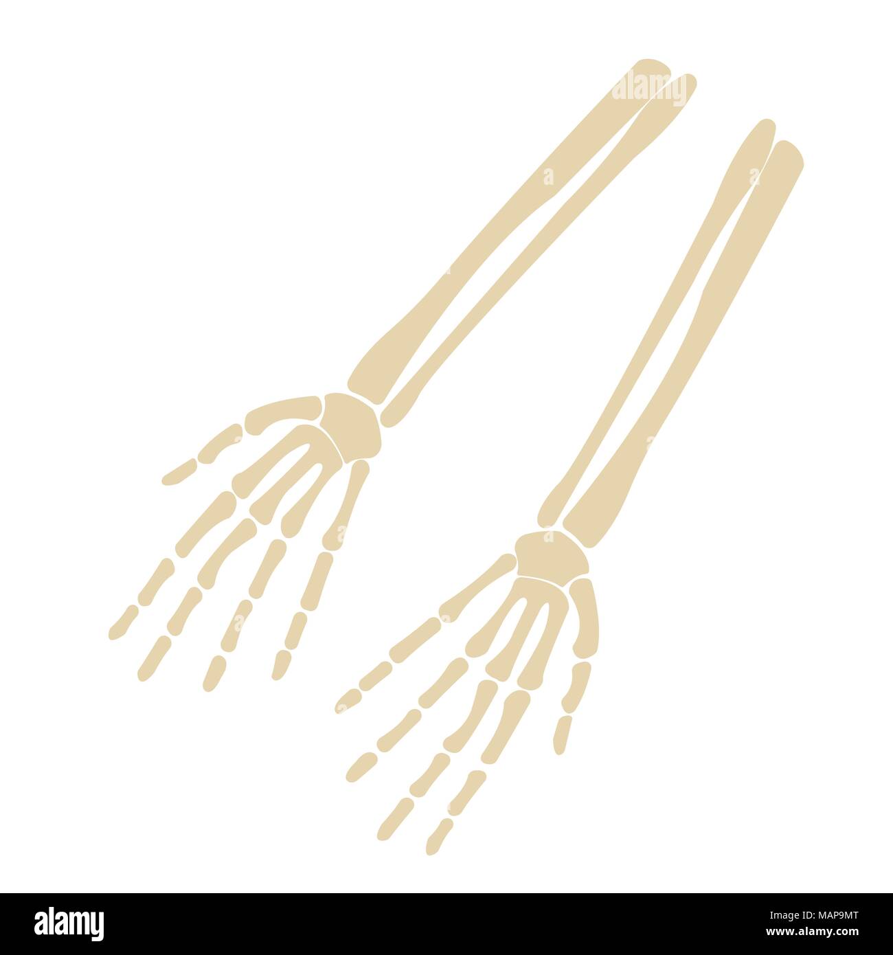 Human Skeleton Hand front side Silhouette. Isolated on White Background. Icon Vector illustration. Stock Vector