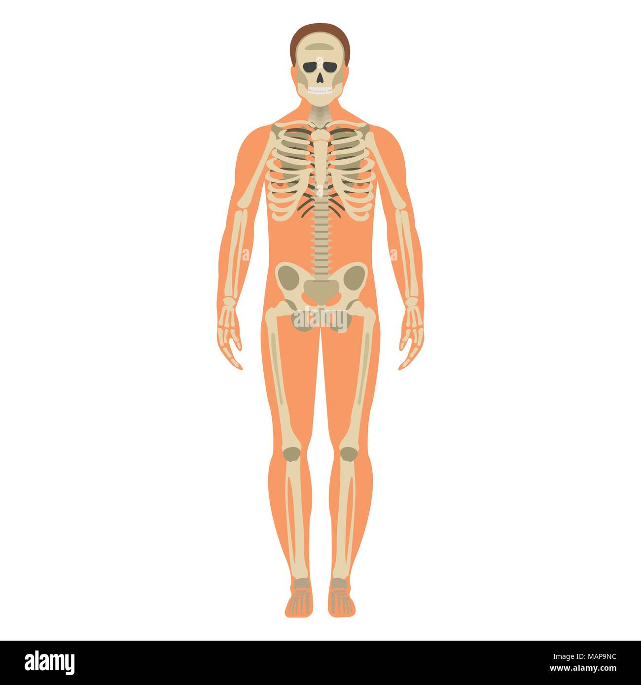 Skeleton wuth Body icon. Human Skeleton front side Silhouette. Isolated on White Background. Vector illustration. Stock Vector