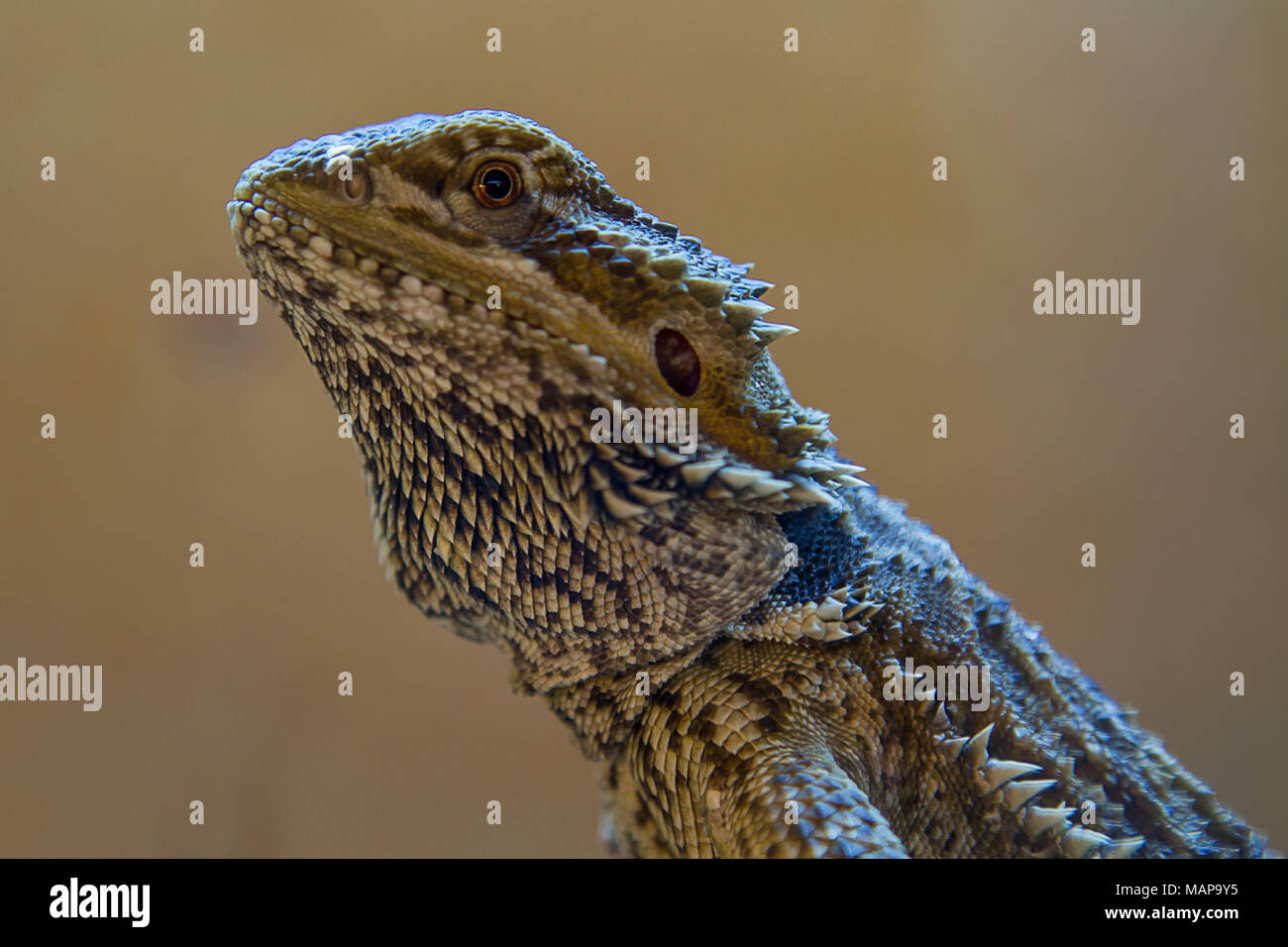 Close-up photo portrait of a bearded dragon Stock Photo