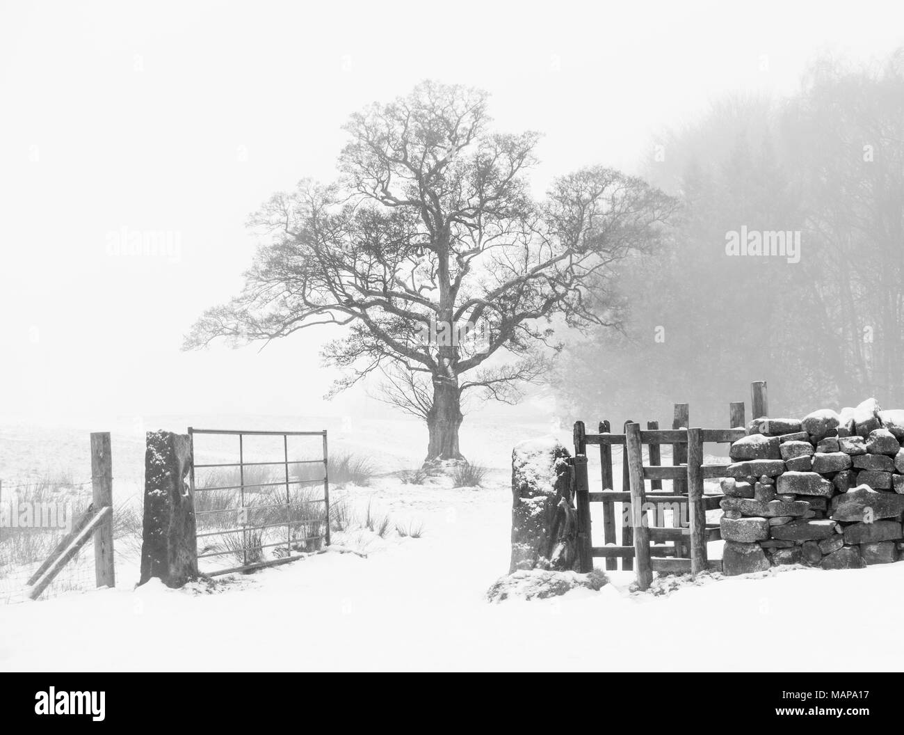 Simple black and white image of a snowy tree scene in the Yorkshire countryside with kissing gate and an open gate Stock Photo