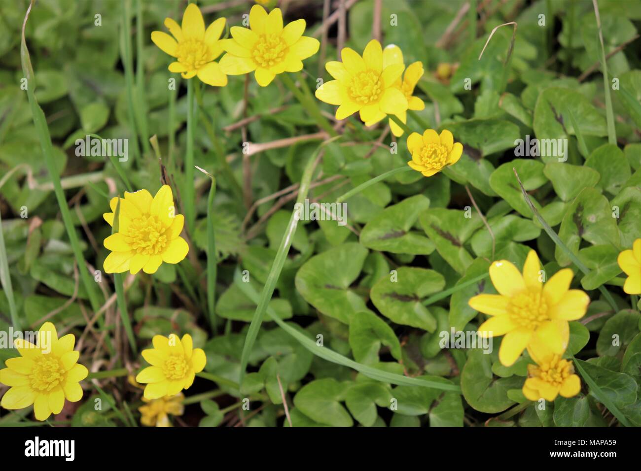 A Bright Display of Yellow Lesser Celendines in a Drainage Ditch in Suffolk, UK Stock Photo