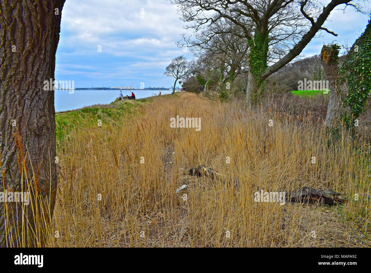 Reedbeds close to raised seawall at Weston Shore near Woolston, Southampton with fishermen in distance. Southampton Water is a haven for wildlife. Stock Photo