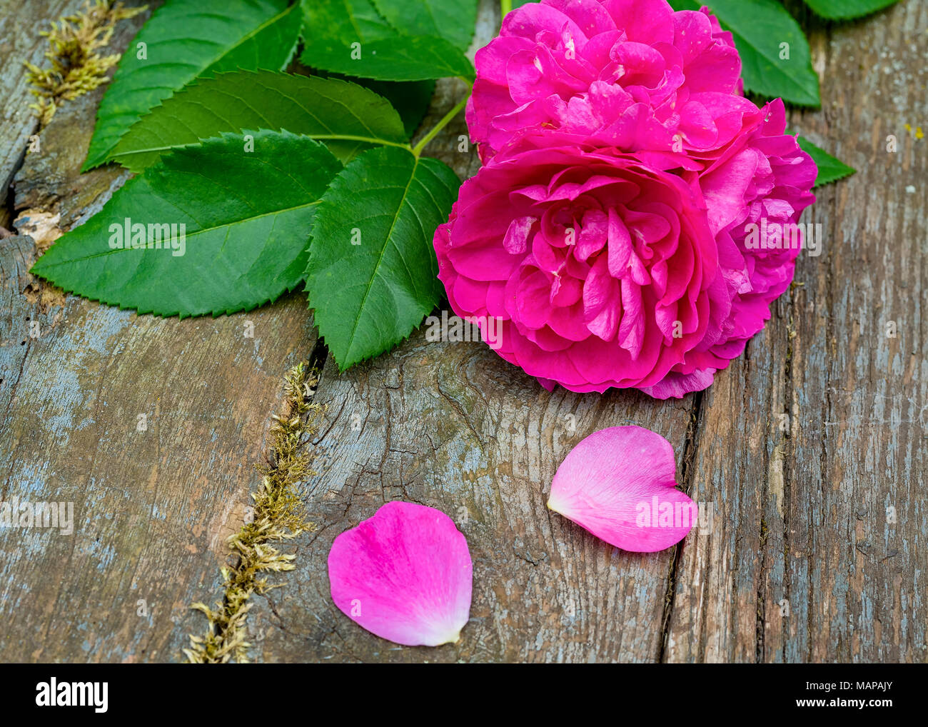 John Cabot rose and petals on an old wooden background. Stock Photo