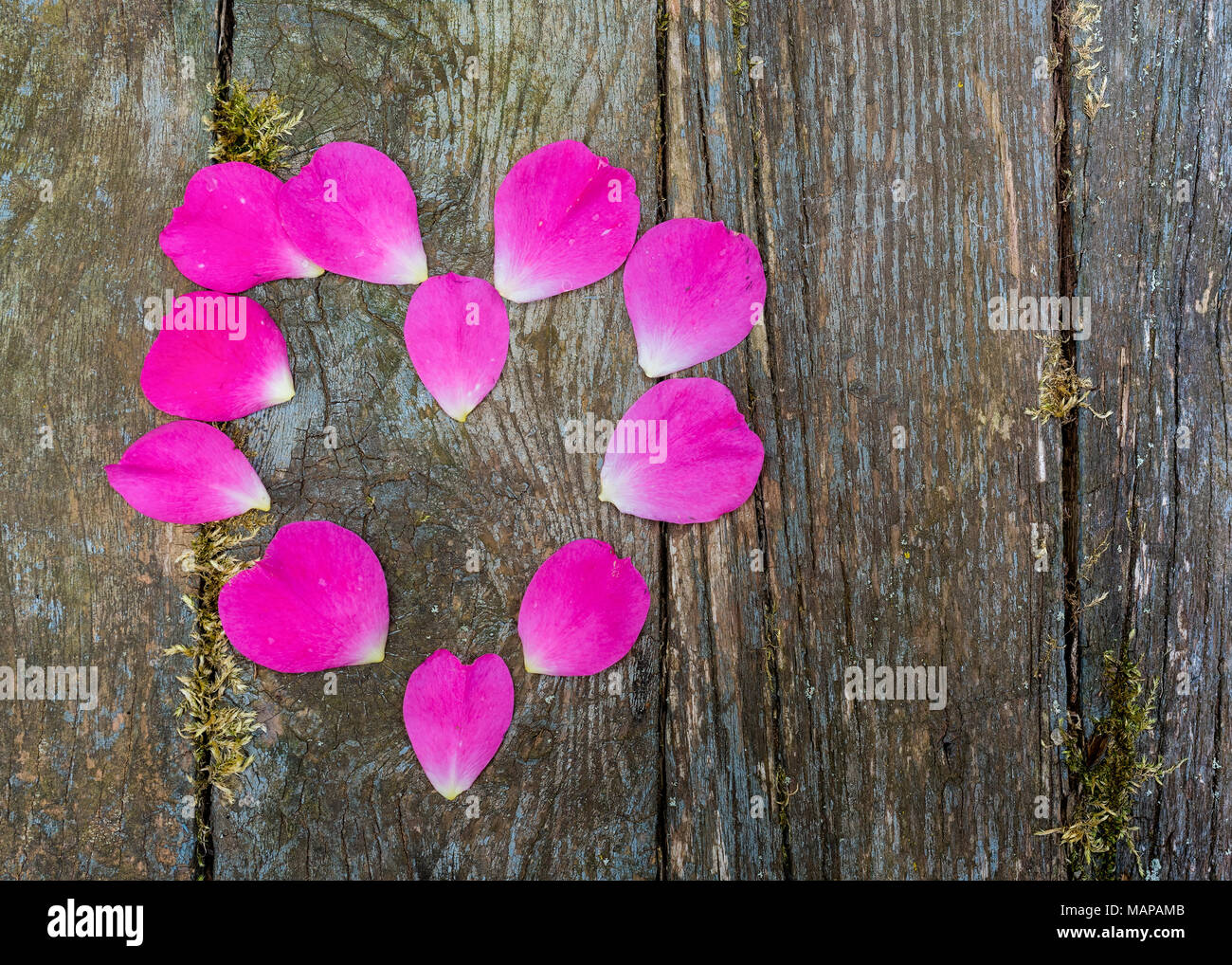 Pink rose petals on an old board background. Stock Photo