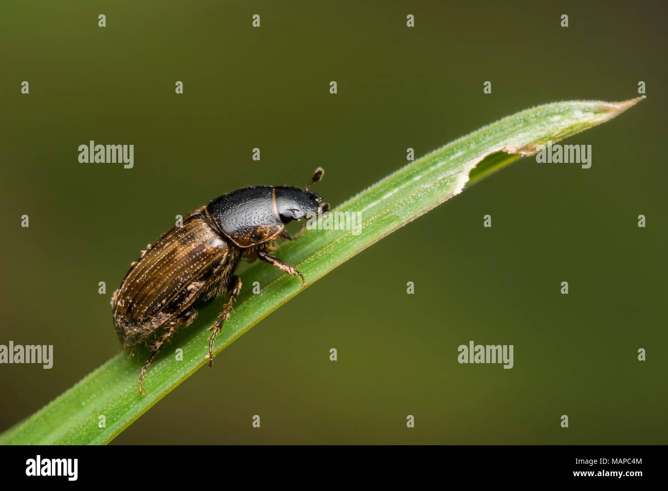 Dung beetle (Aphodius sp.) perched near the top of a blade of grass. Tipperary, Ireland Stock Photo