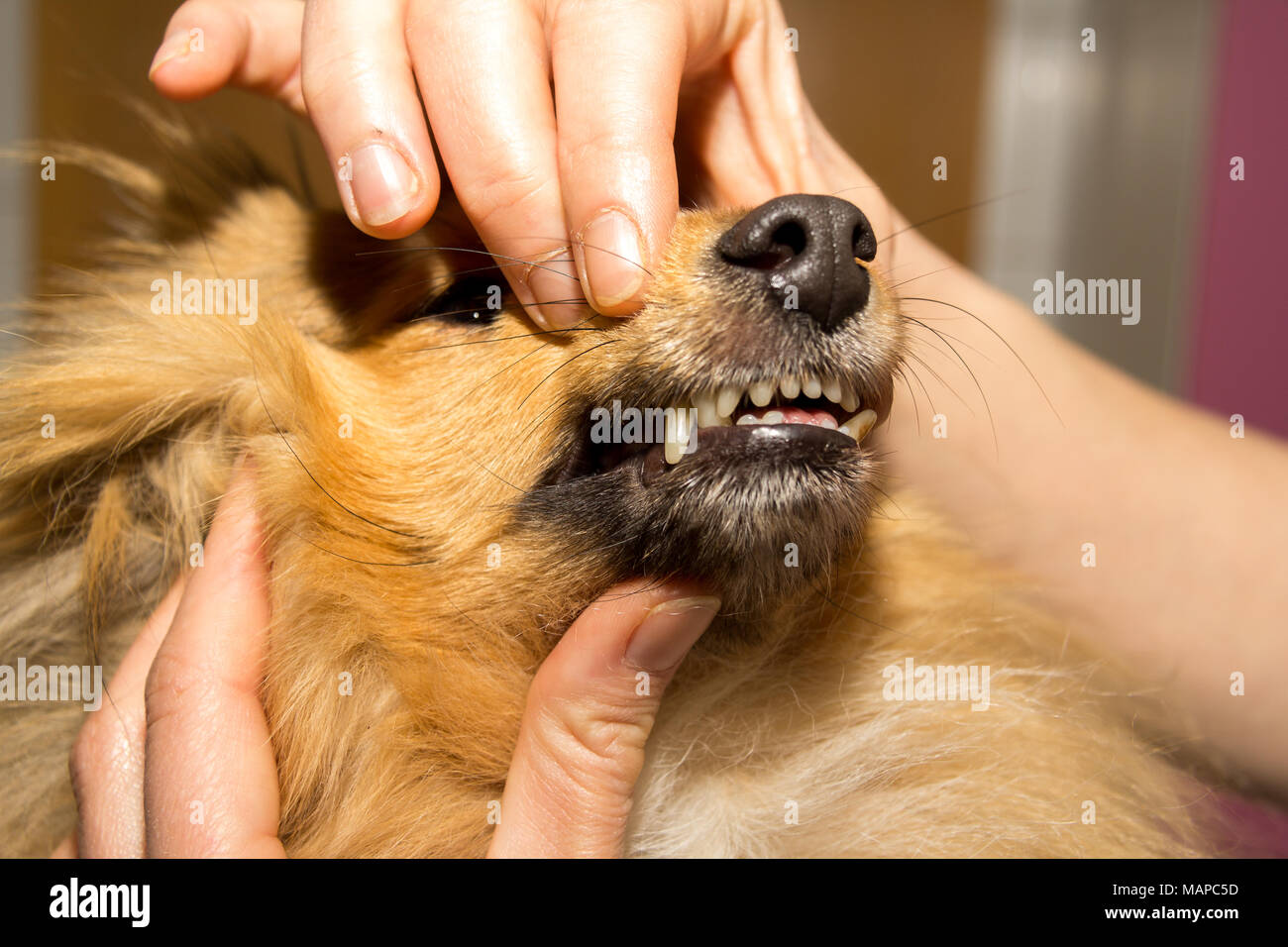 Why Do Dogs Mouth Your Hand