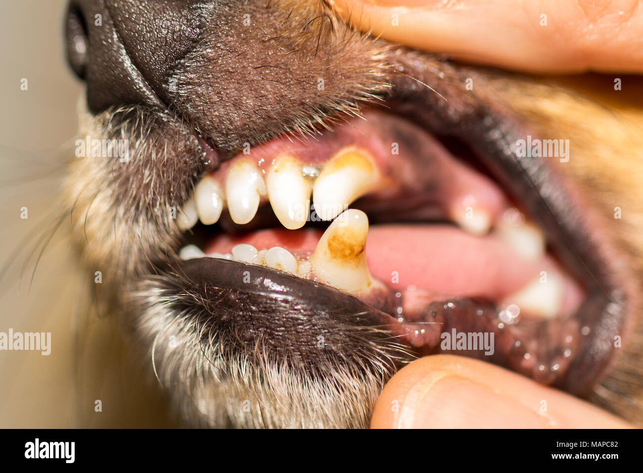 a human hand on a dog mouth Stock Photo Alamy