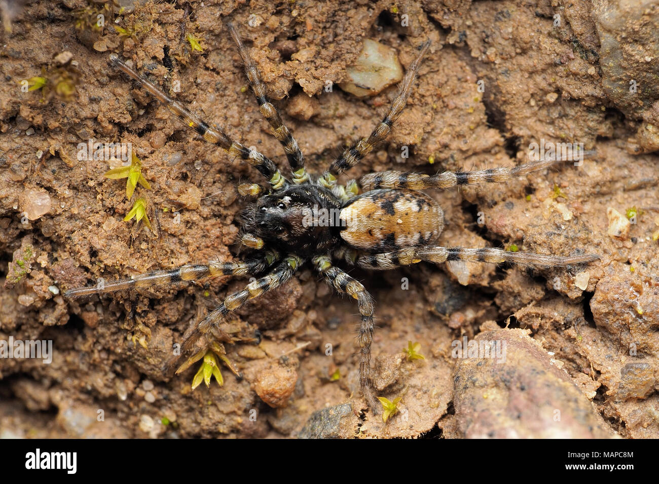 Dorsal view of Wolf Spider (Arctosa perita) at rest on sandy soil in a sandpit. Tipperary, Ireland Stock Photo