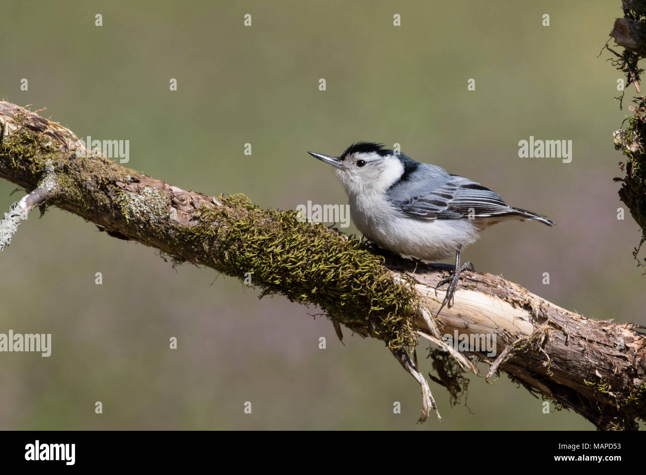 A portrait of a white-breasted nuthatch. Stock Photo