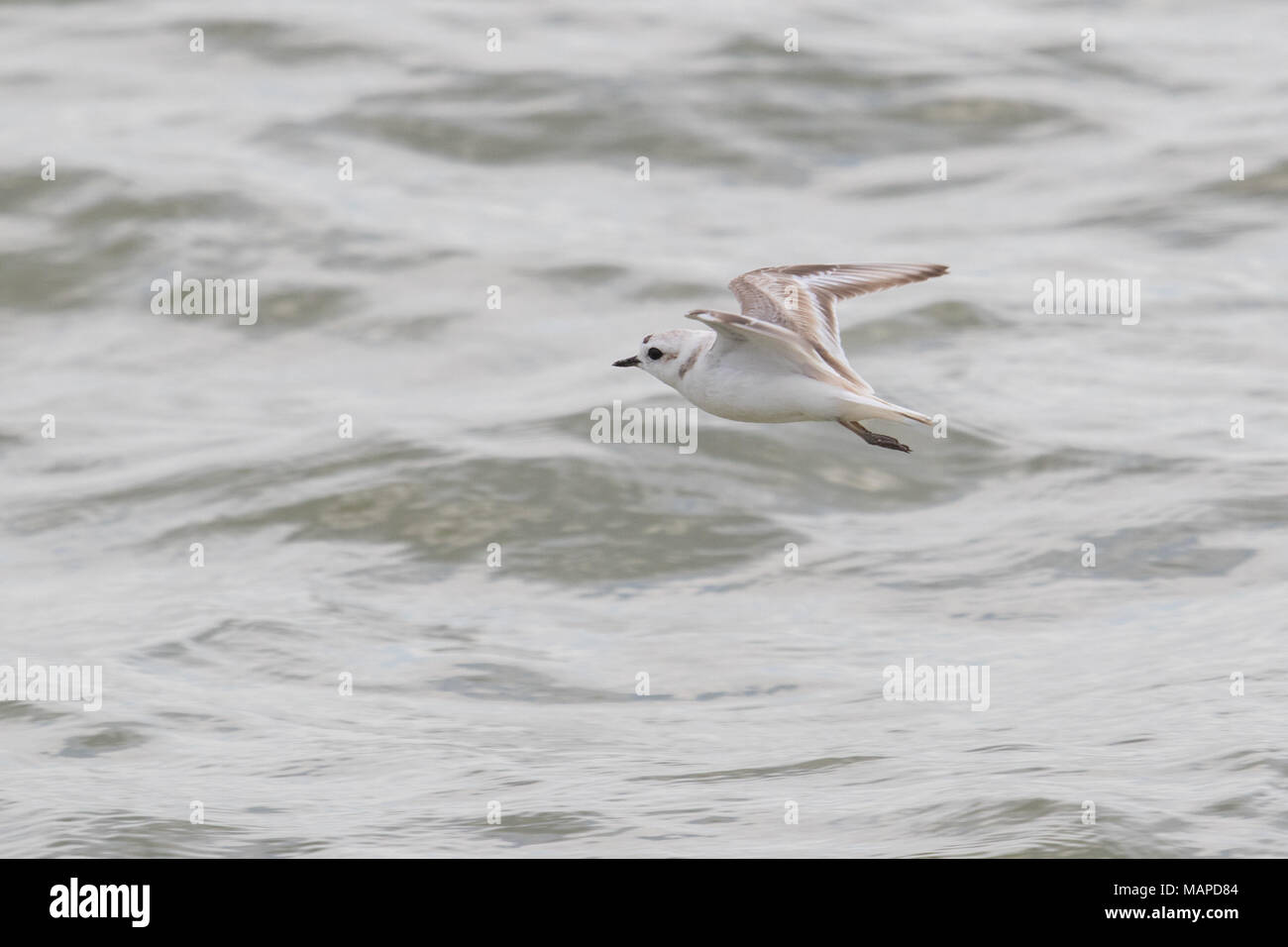 A snowy plover in flight. Stock Photo