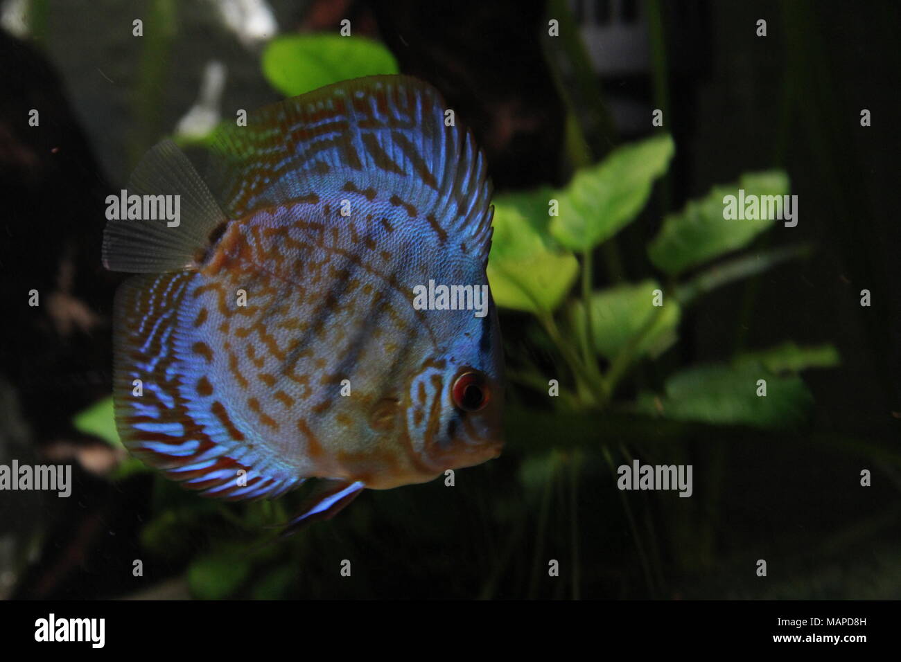 Blue Discus Fish in Tropical Freshwater aquarium Stock Photo