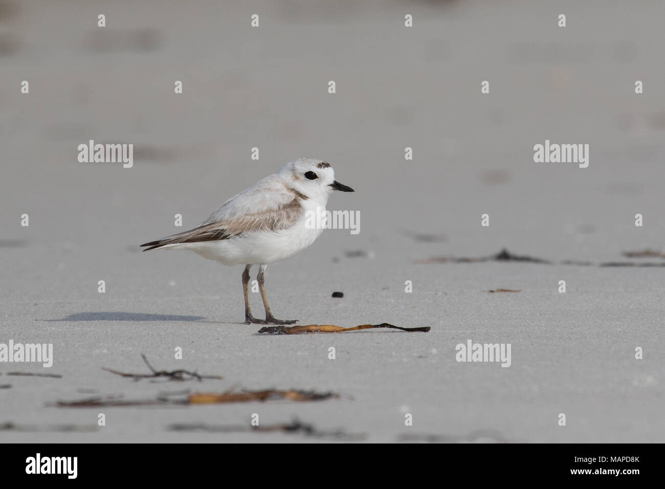 A snowy plover standing on a beach. Stock Photo