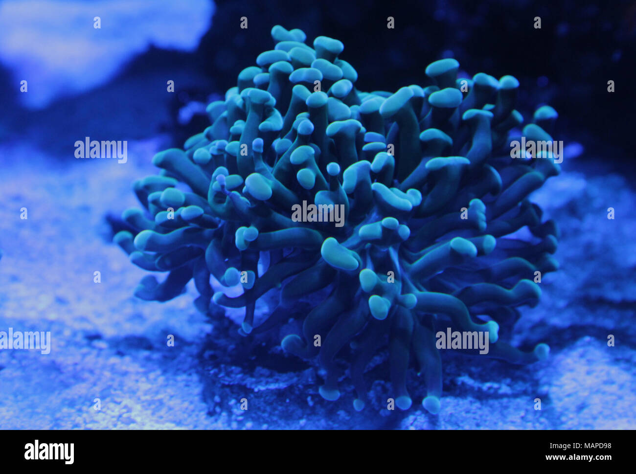 Soft coral in Marine Aquarium Stock Photo Alamy