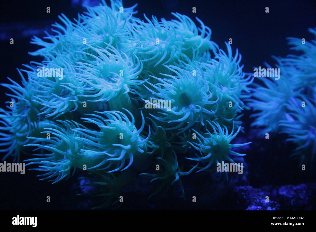 Yellow Sun Coral in Marine Aquarium, Polyps open for feeding.  Soft LPS Coral. Stock Photo