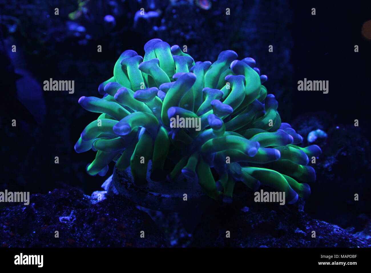 Soft coral in Marine Aquarium Stock Photo