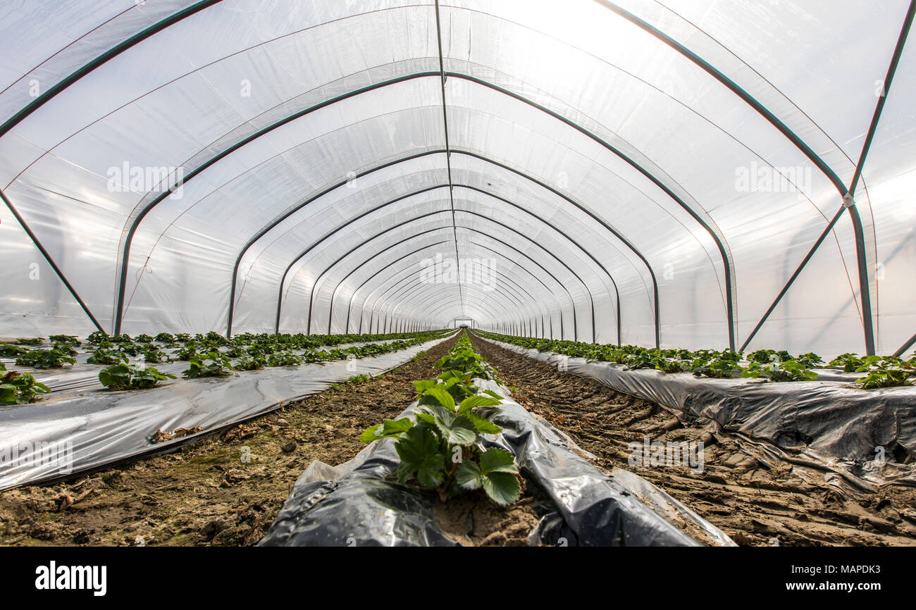 Plastic tunnel hi-res stock photography and images - Alamy