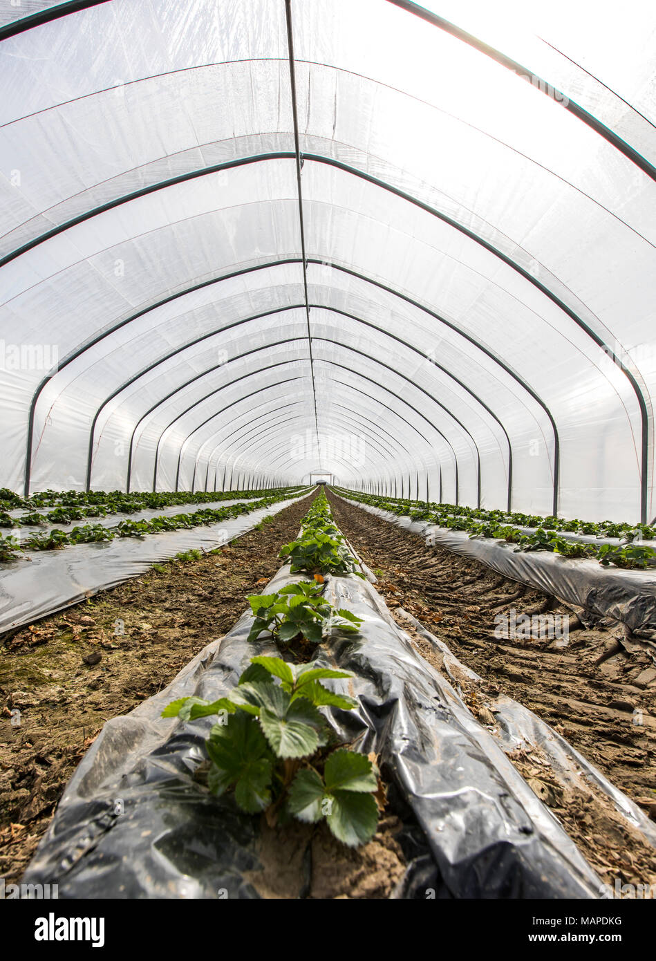 Agriculture, Greenhouses, mobile, made of plastic, plastic tunnel, for