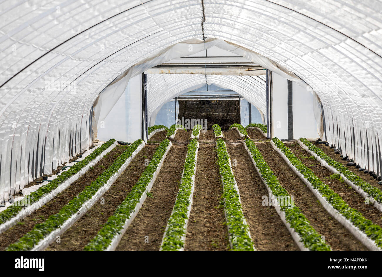 Agriculture, Greenhouses, mobile, made of plastic, plastic tunnel, for fast growing of crops, vegetables, fruits, here strawberries, in the field, eve Stock Photo