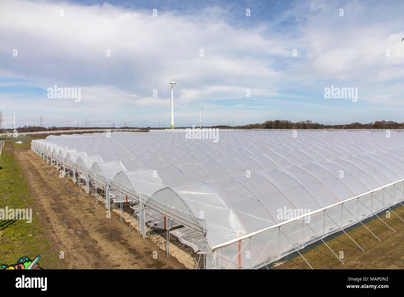 Agriculture, Greenhouses, mobile, made of plastic, plastic tunnel, for fast growing of crops, vegetables, fruits, here strawberries, in the field, eve Stock Photo
