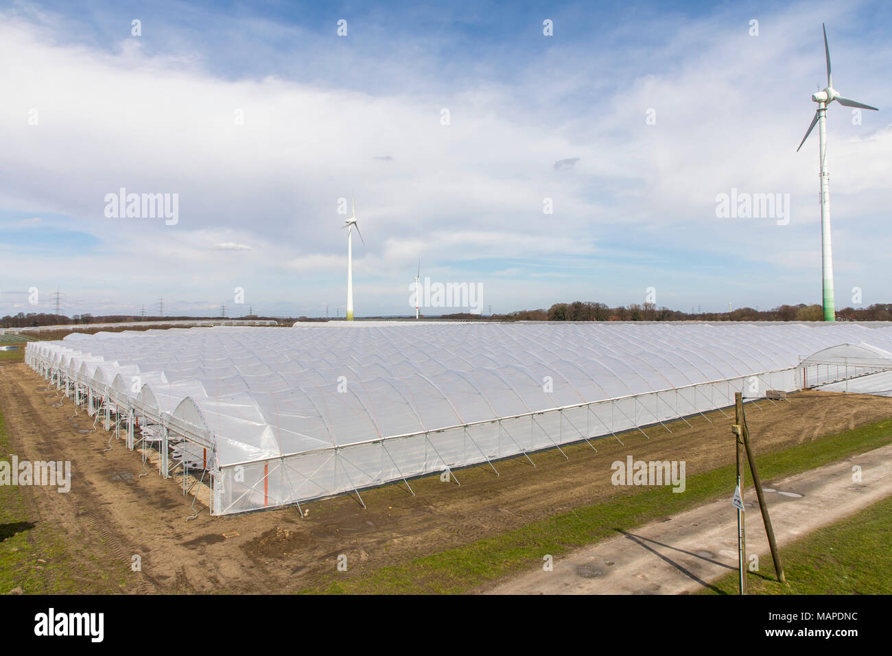 Agriculture, Greenhouses, mobile, made of plastic, plastic tunnel, for fast growing of crops, vegetables, fruits, here strawberries, in the field, eve Stock Photo