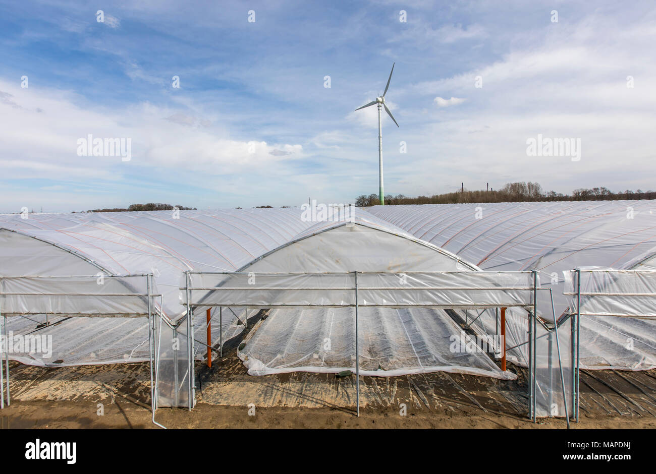 Agriculture, Greenhouses, mobile, made of plastic, plastic tunnel, for fast growing of crops, vegetables, fruits, here strawberries, in the field, eve Stock Photo