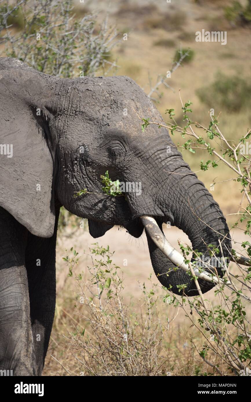 Wild elephant eating leaves in the African savannah, Serengeti National Park. Stock Photo